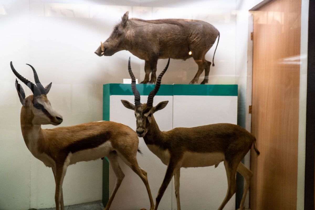 Музей естественной истории Вроцлавского университета