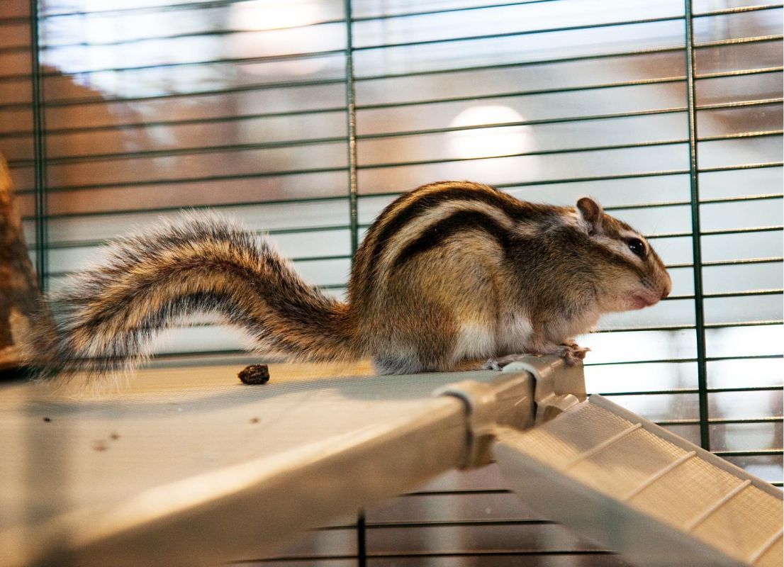 Комната для питомцев в Доме природы «Пярну»