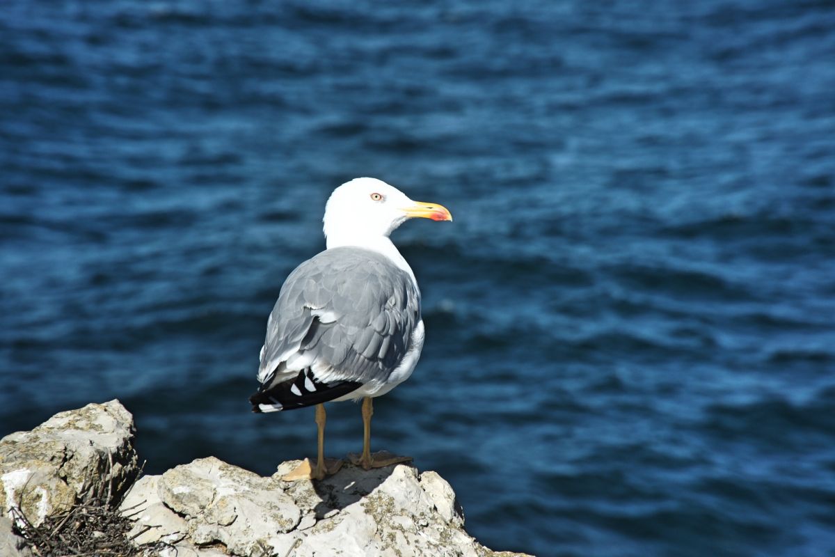 Крепость Луз