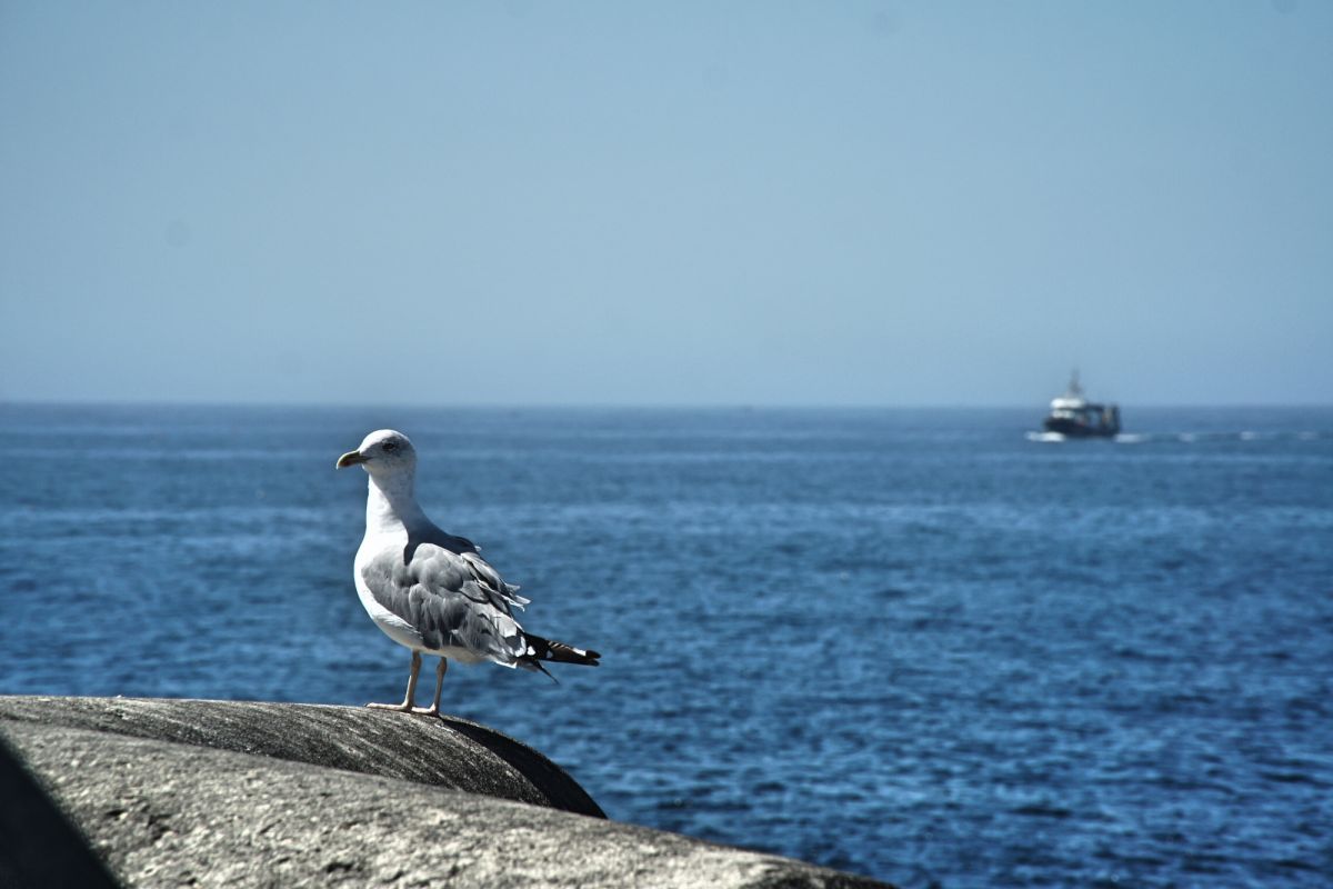 Маяк Пениши на восточном пирсе