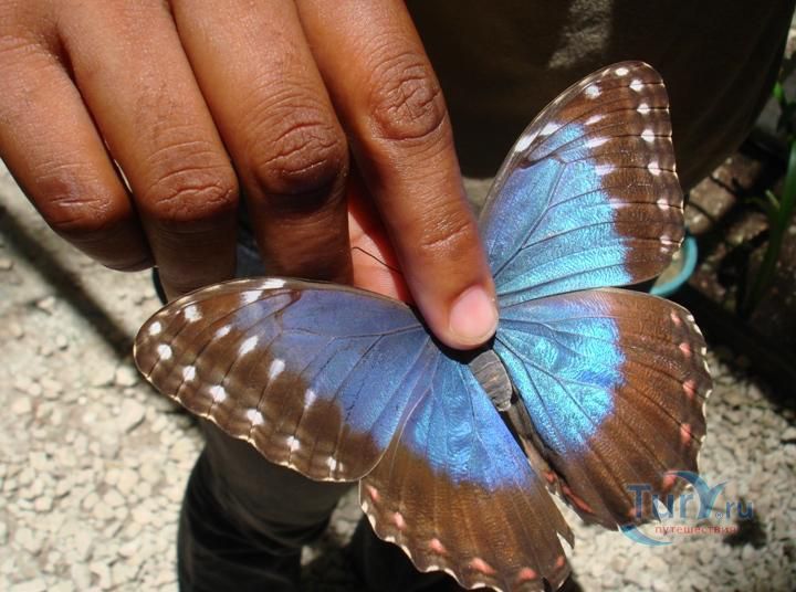 Ферма бабочек «Зеленые Холмы»
