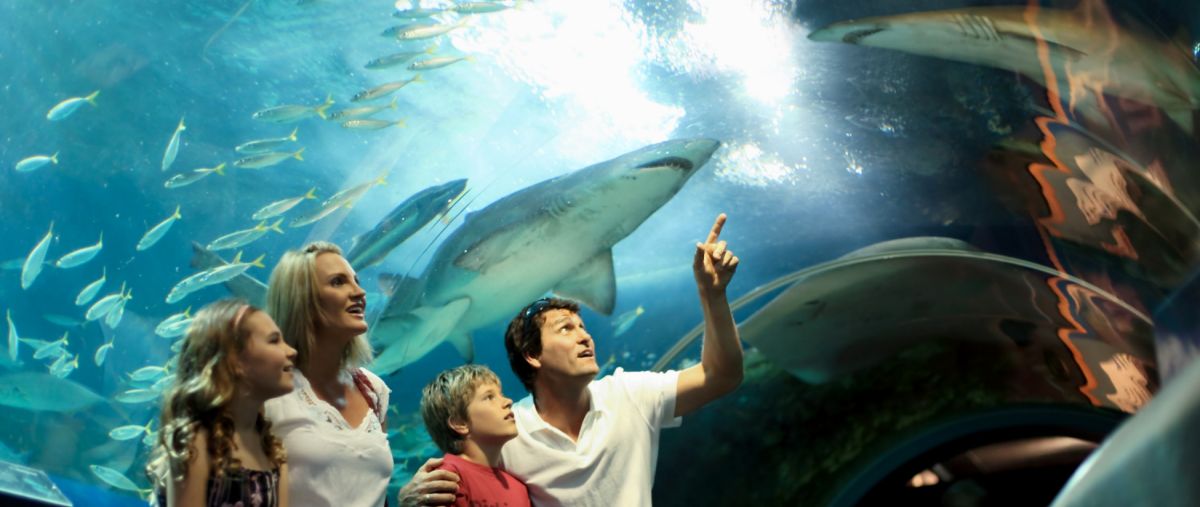 Аквариум Морская Жизнь (SEA LIFE Sunshine Coast)