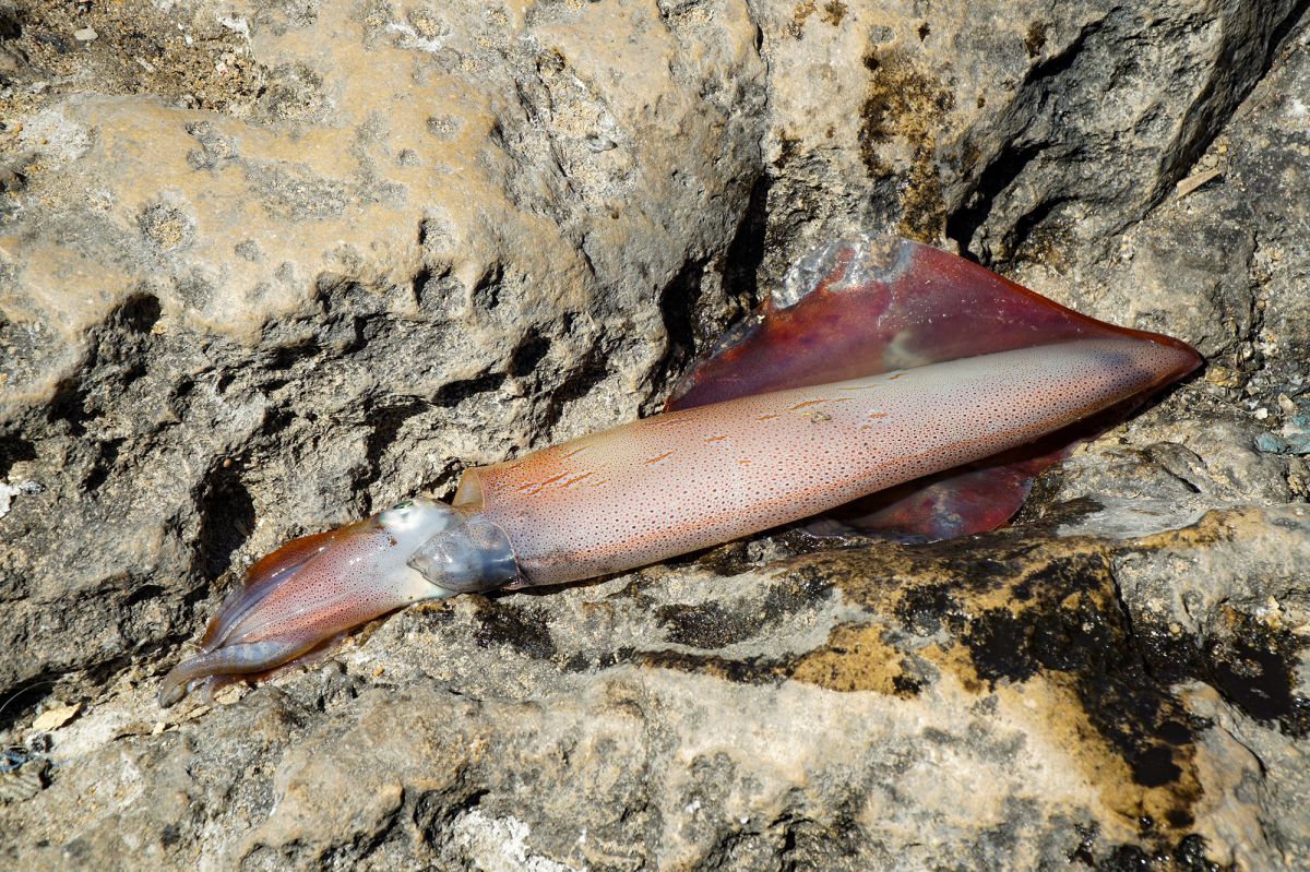 Пасть Дьявола