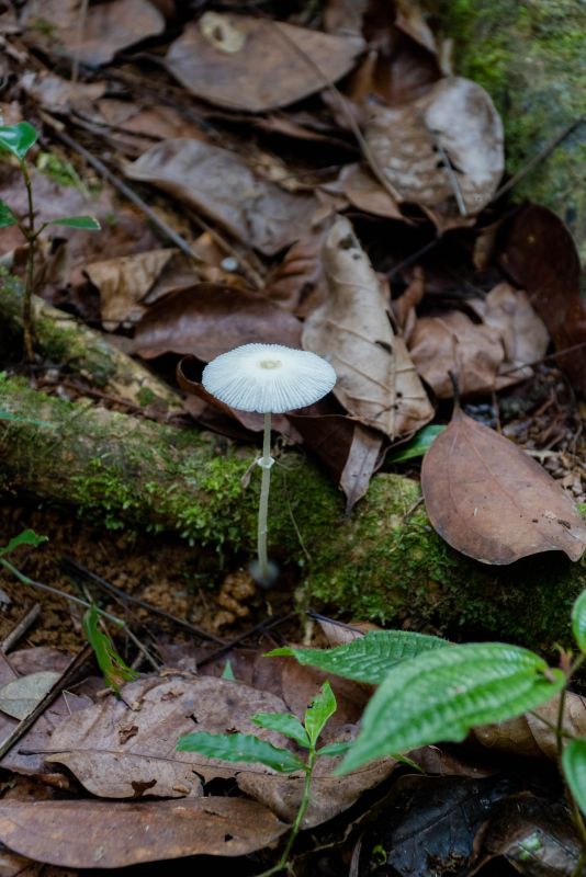 Салази Трейл