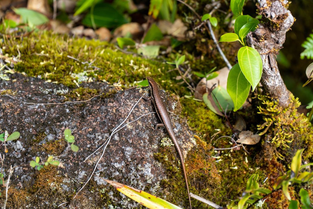 Морн Блан Трейл