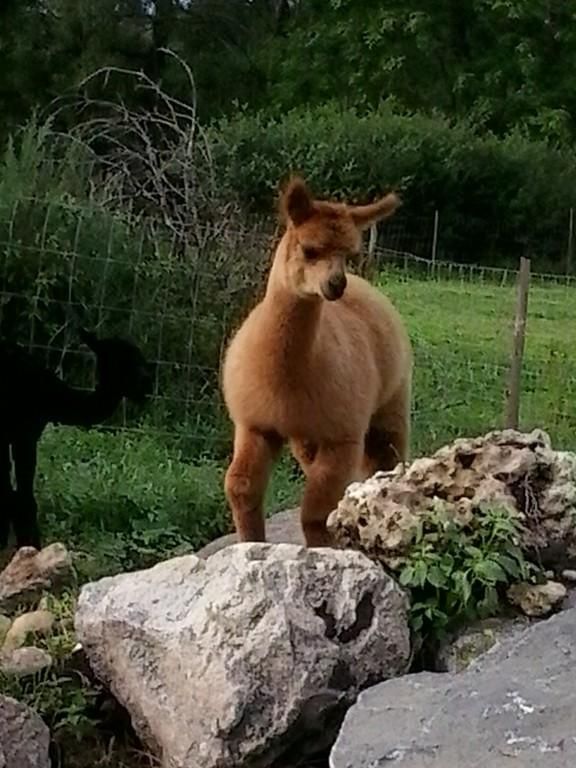 Ферма по выращиванию альпак Wile