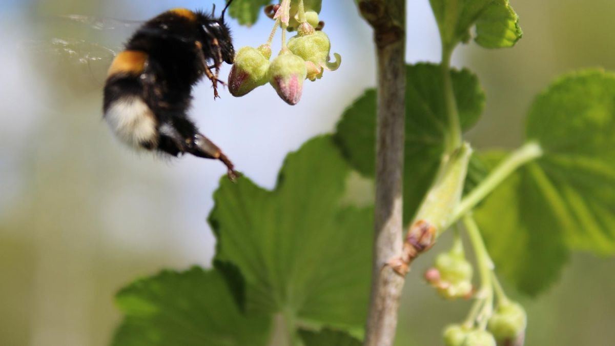 Винный хутор Яристе