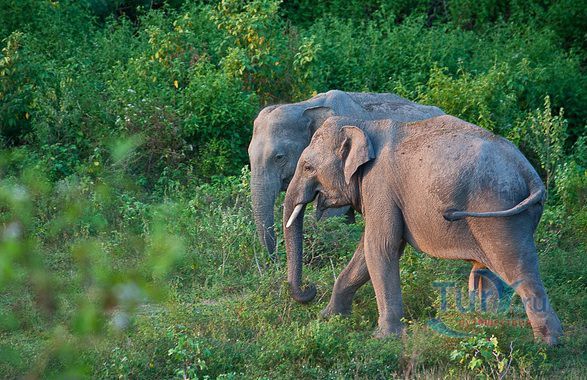 Национальный парк Гал Оя
