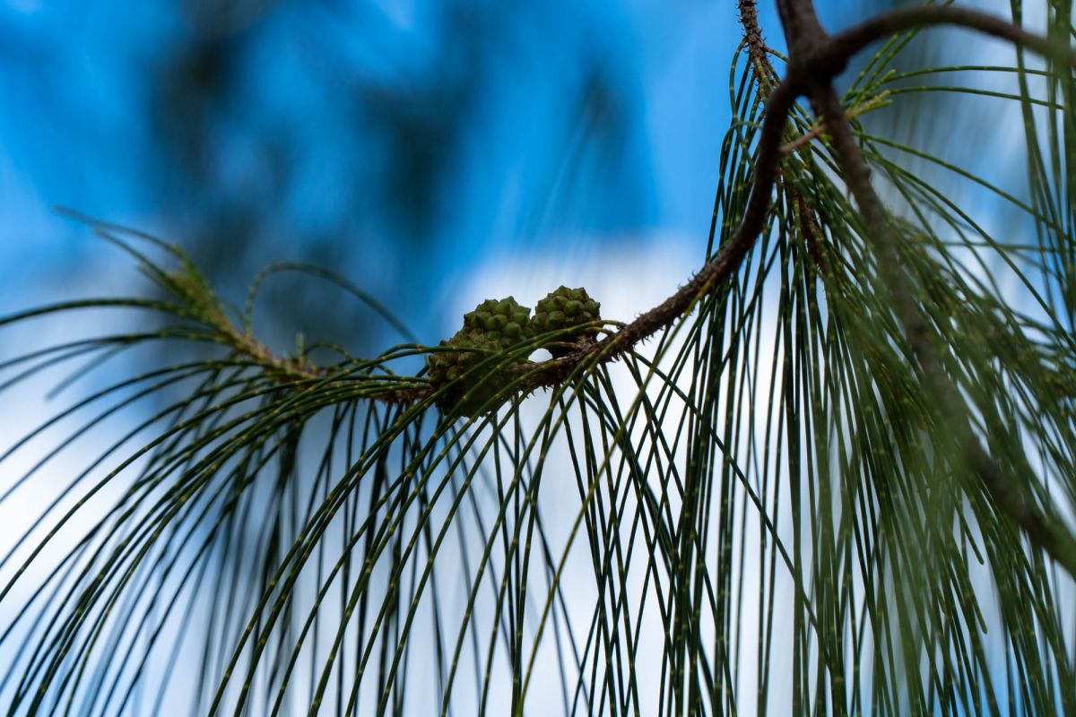 Тропа Анс Мажор