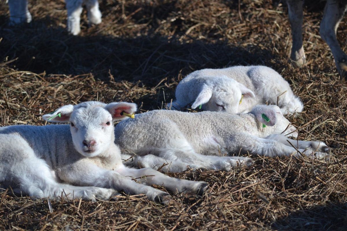 Экологический хутор Murese