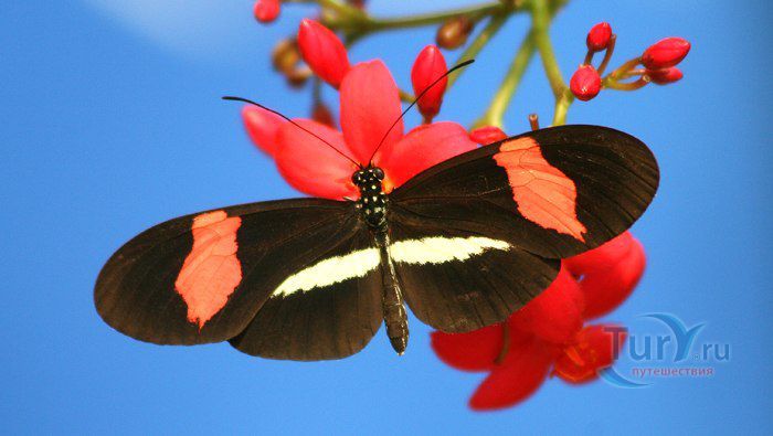 Амстердамский зоопарк Артис