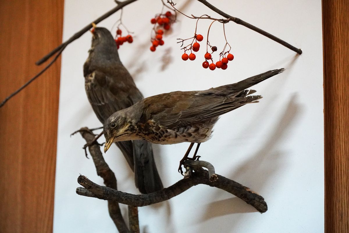 Житомирский музей природы