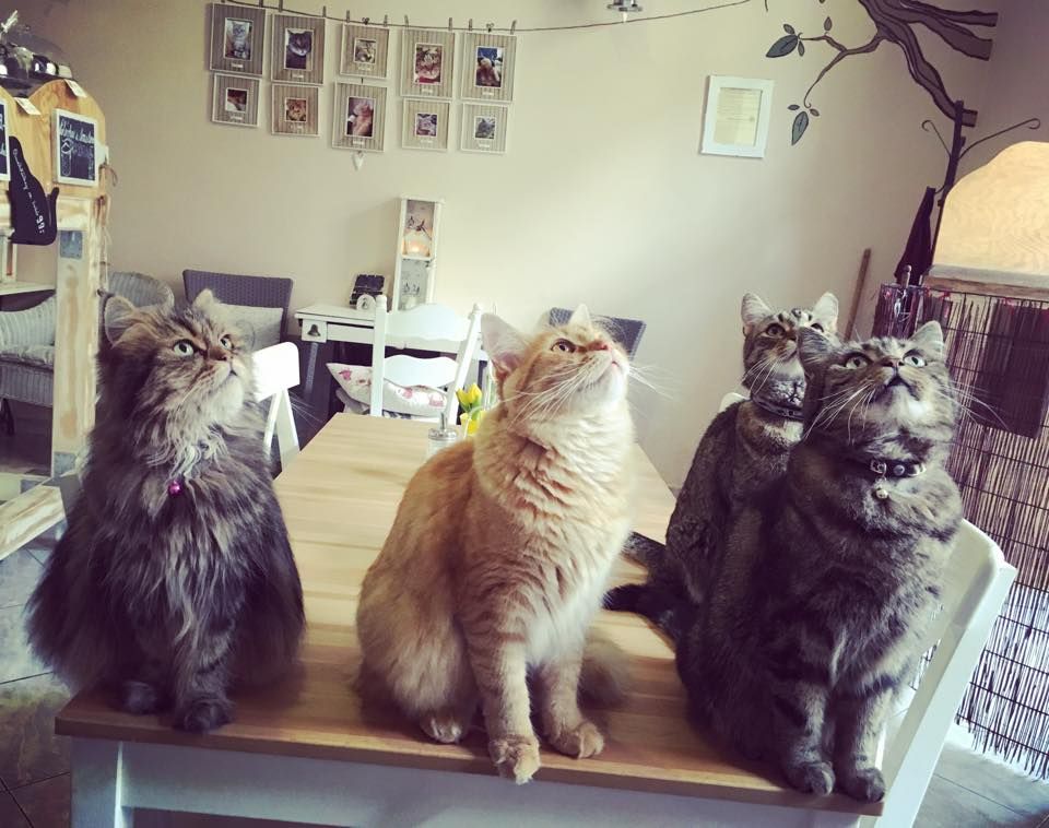 Кошачье кафе (Kočičí kavárna)