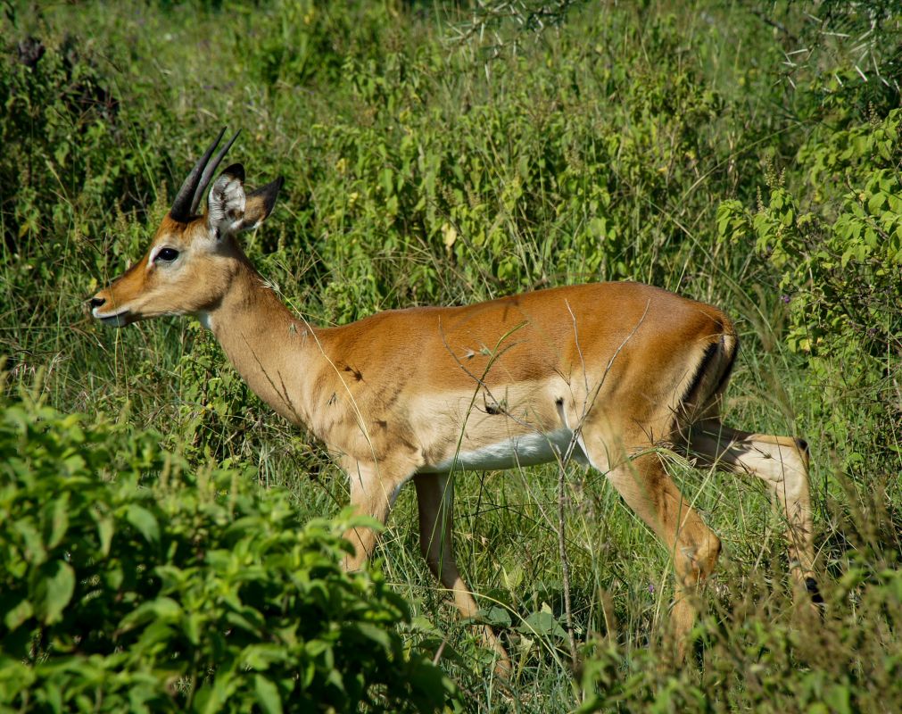 Озеро Накуру Национальный парк
