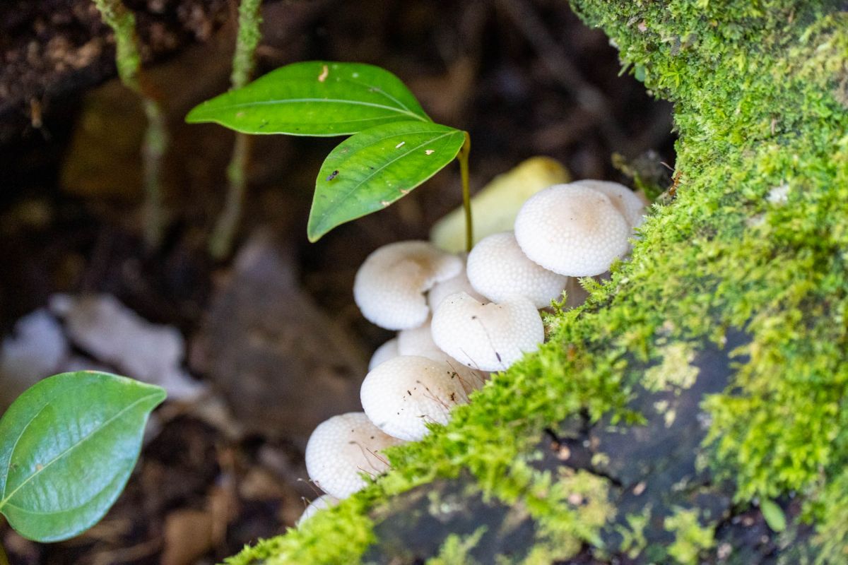 Салази Трейл