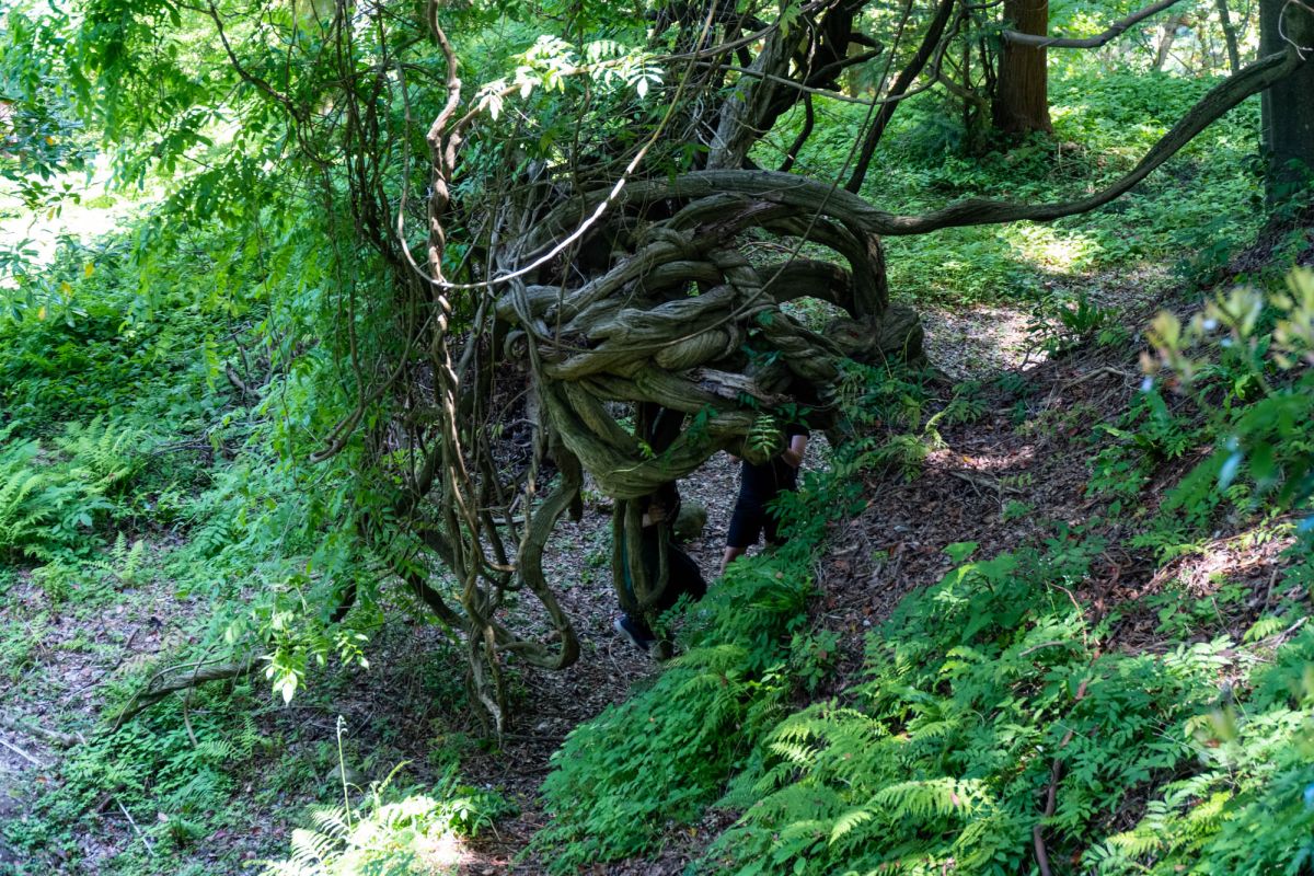 Батумский ботанический сад