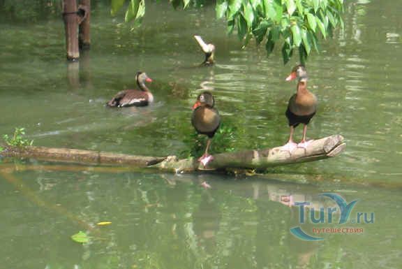 Птичий заповедник Пуэнт-а-Пьер