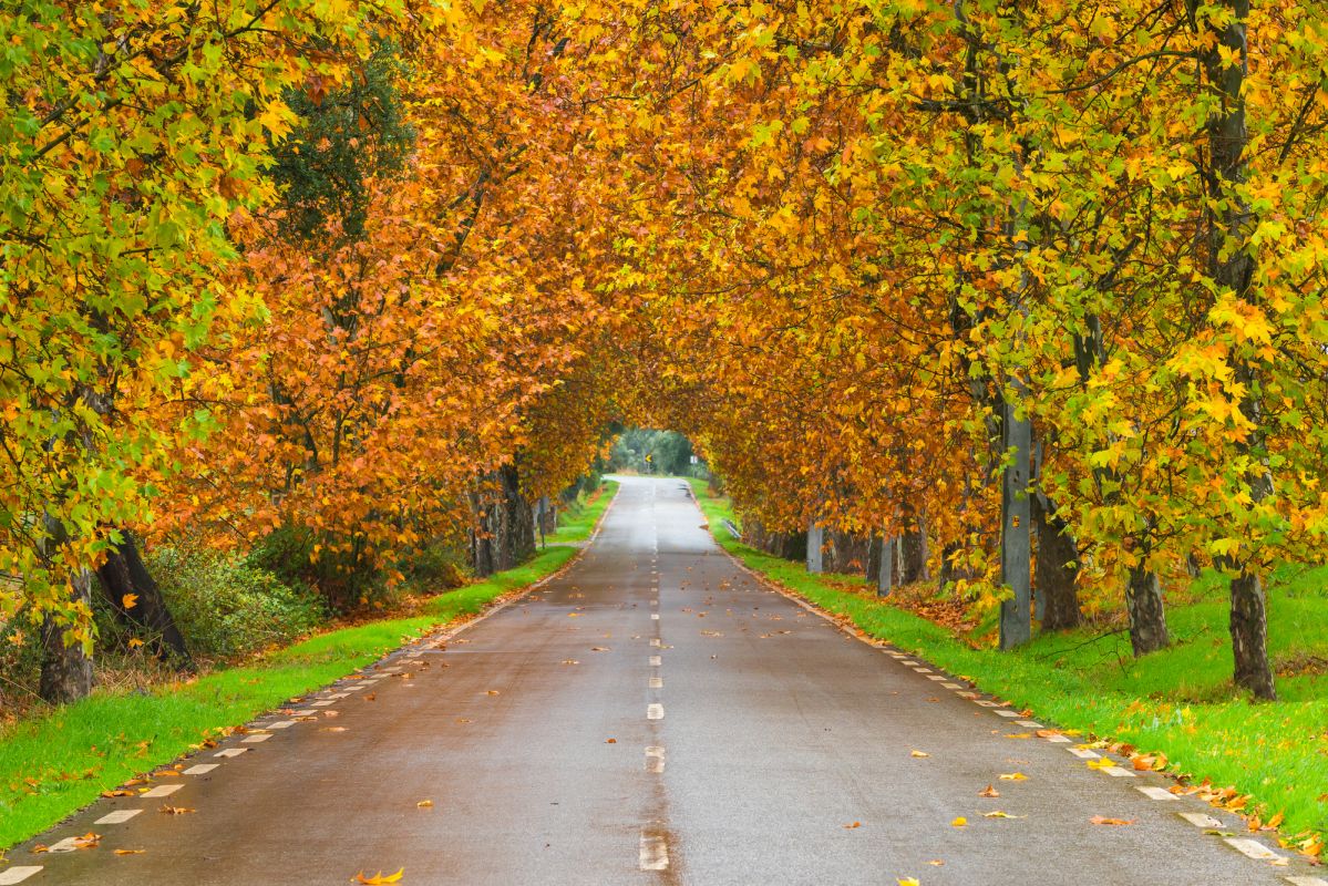 Лесной парк Монсанто