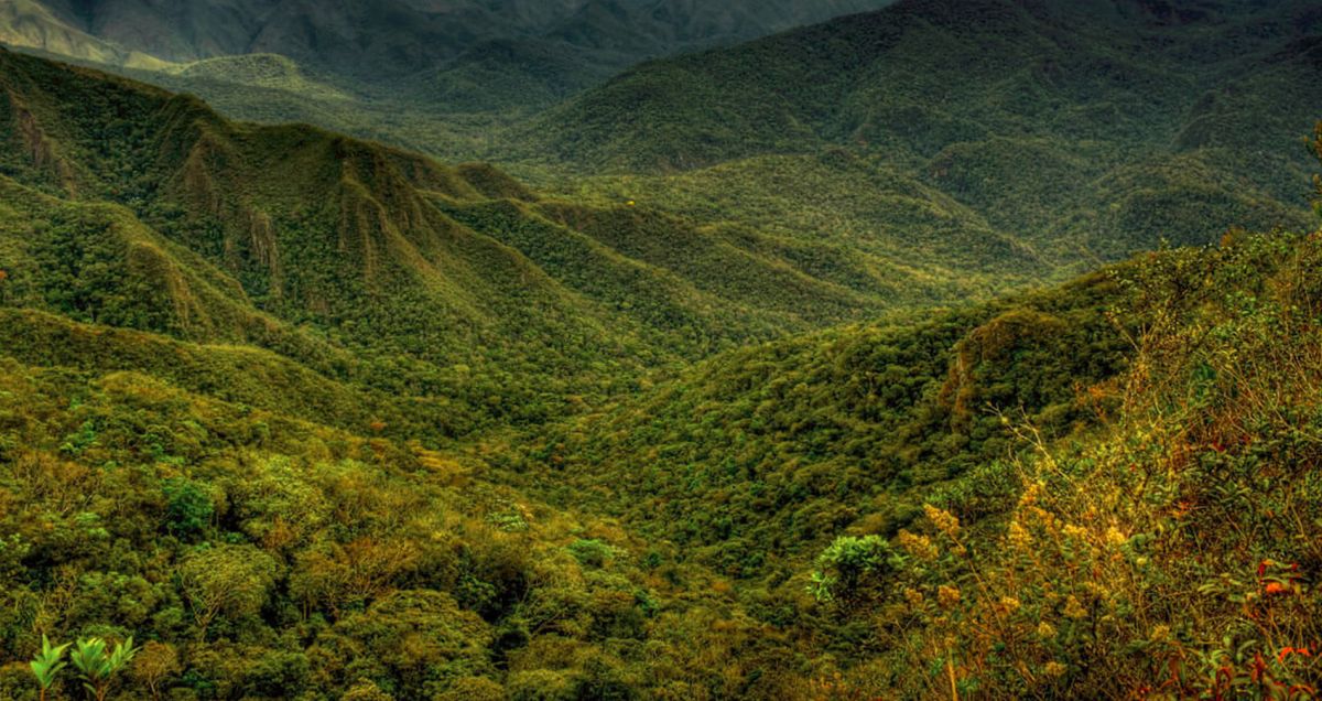 Лесные резерваты юго-восточного атлантического побережья