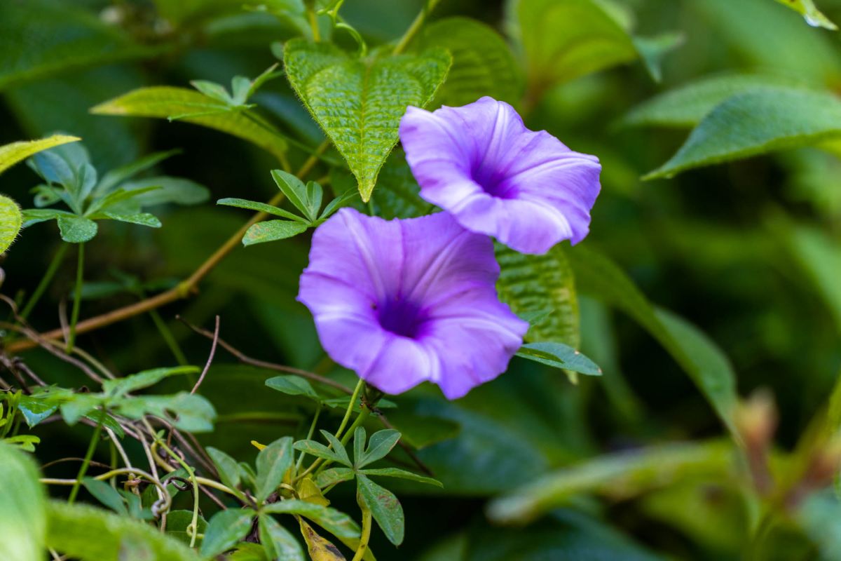 Салази Трейл