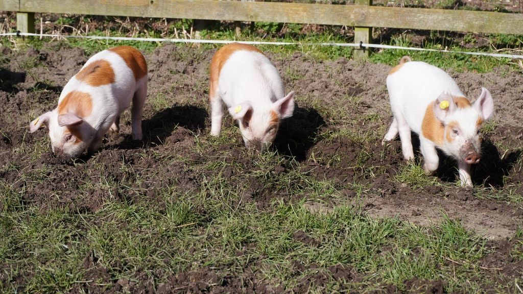 Ферма Смидструп