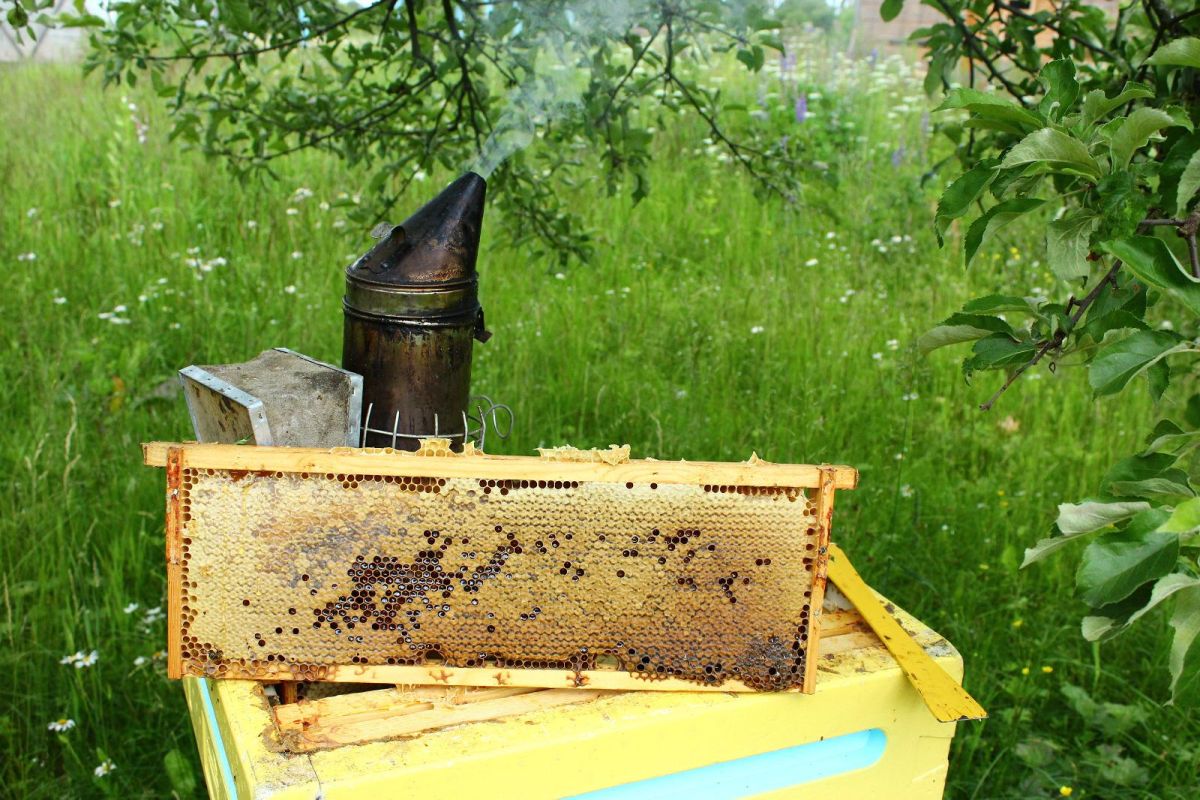 Учебная тропа Ихамаруского Медового дома