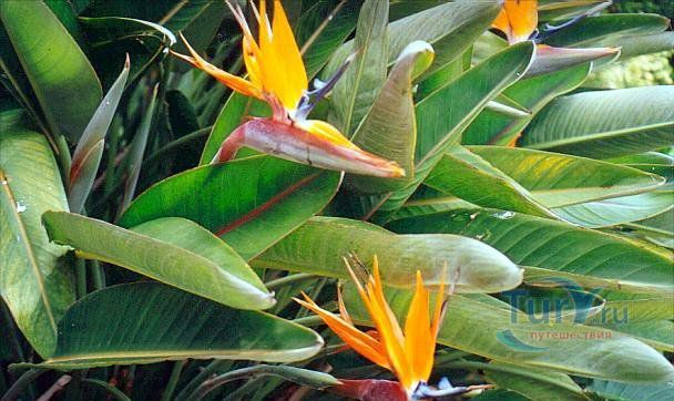 Ботанические Сады (Бермуды Ботаникал Гарденс)