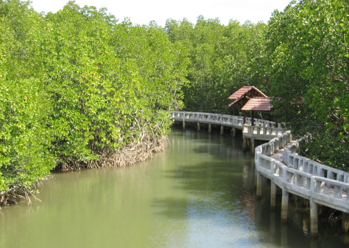 Трек по Мангровым зарослям