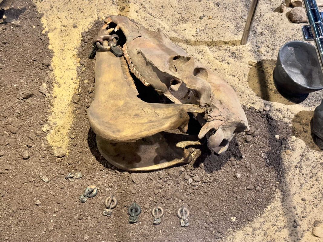 Вроцлавский археологический музей