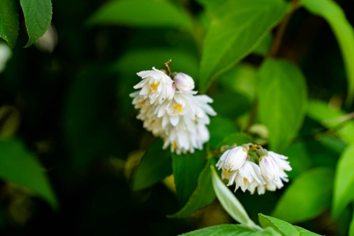Батумский ботанический сад