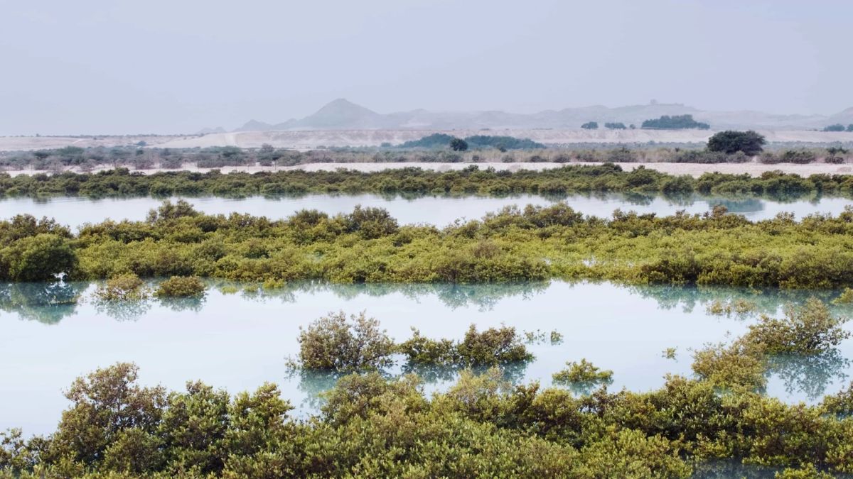 Национальный мангровый заповедник