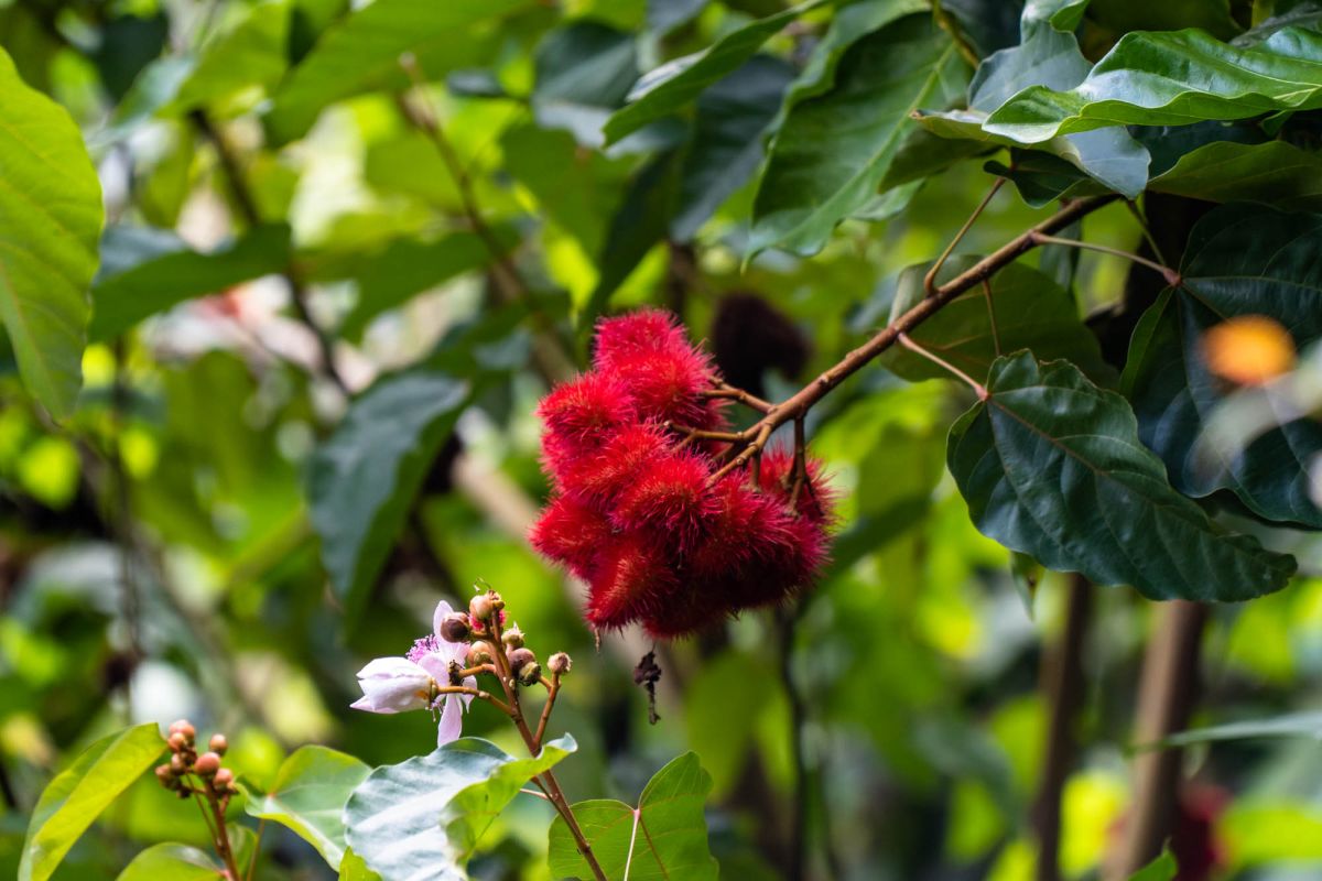 Салази Трейл