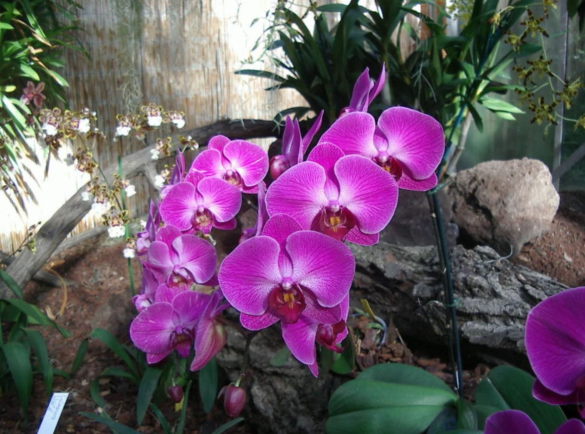 Ботанический сад Флора