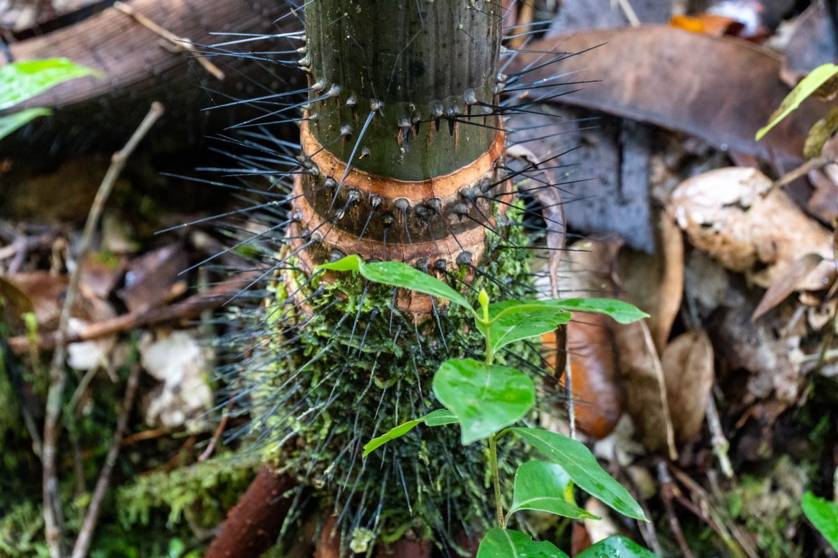 Морн Блан Трейл