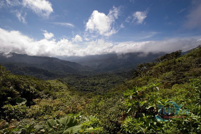 Биологический Заповедник Боске Нубосо Монтеверде (Влажный Тропический Лес Монтеверде)