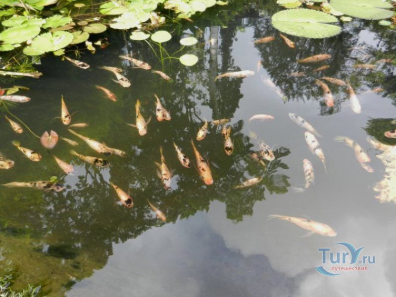 Ботанический сад Балата