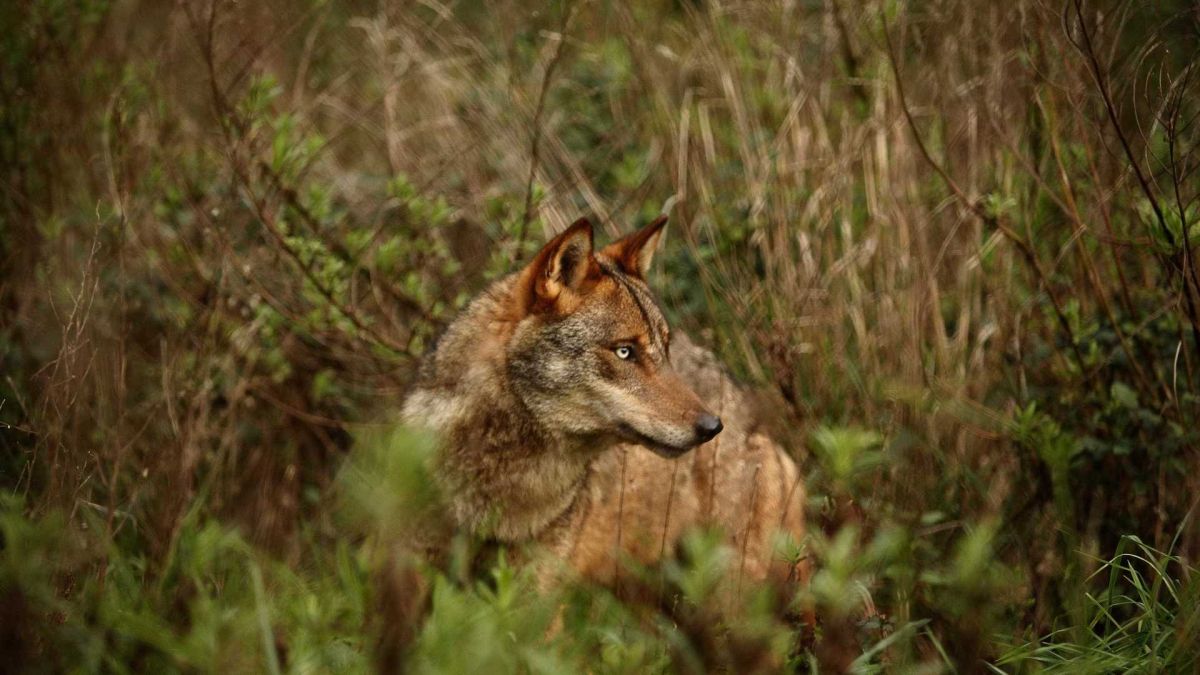 Центр охраны иберийского волка