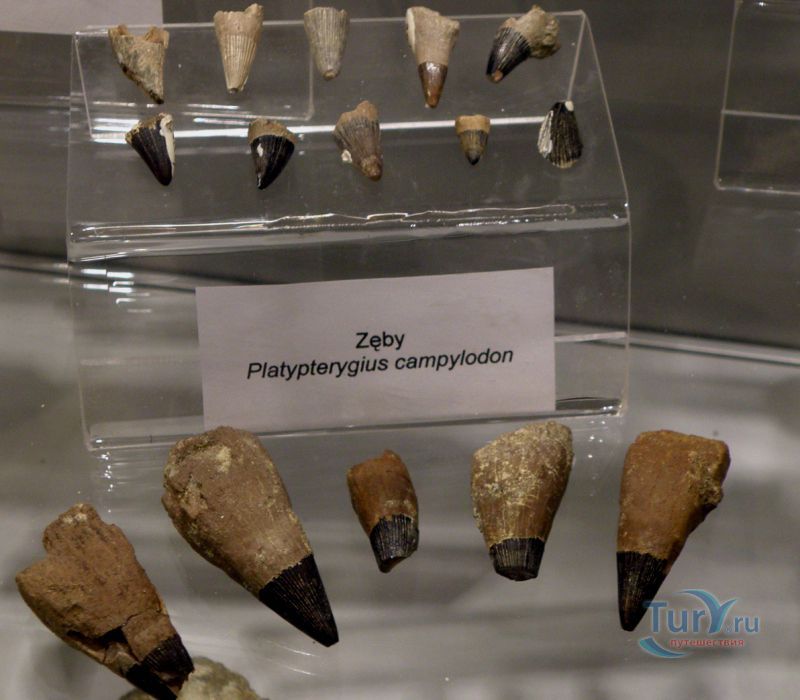 Музей Эволюции Института палеобиологии Польской Академии Наук