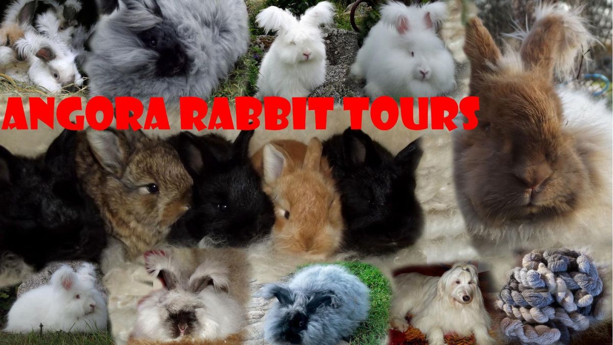 Ферма Angorarabbitstours
