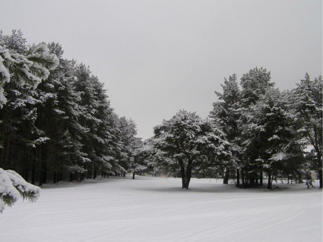 Памятный знак Освободительной войны в лесу Палермо в Раквере