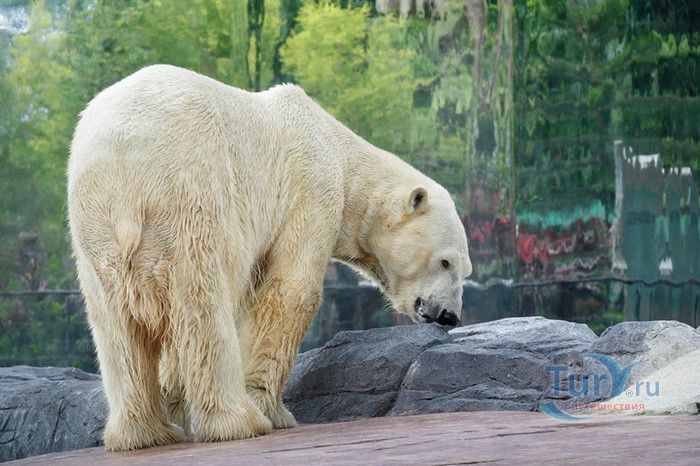 Сингапурский Зоопарк