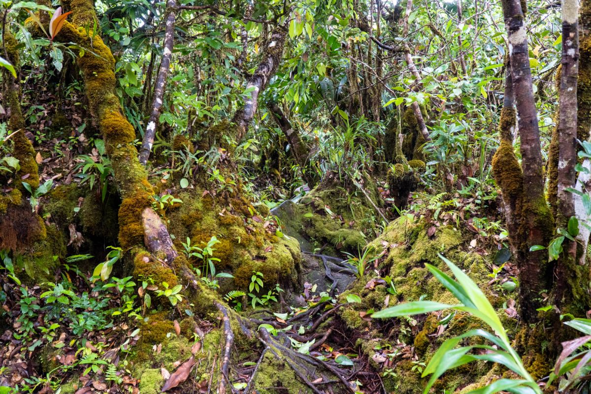Национальный парк Морн Сейшелуа