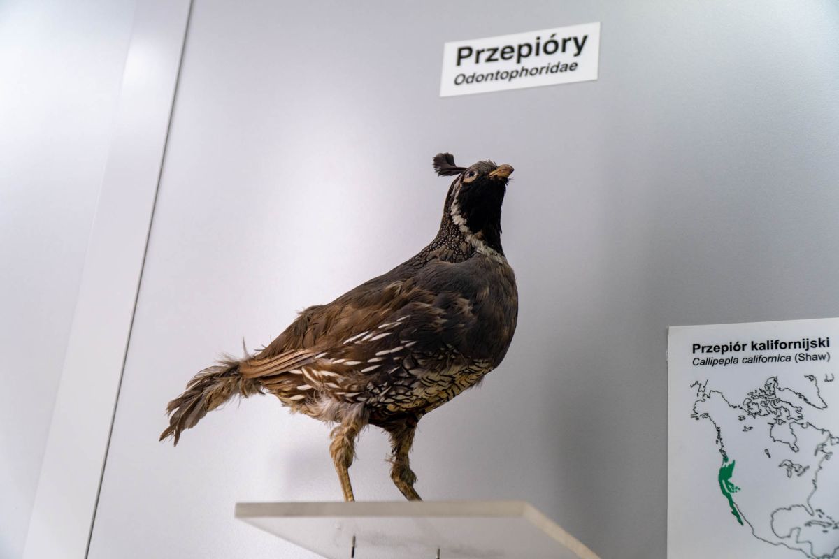 Музей естественной истории Вроцлавского университета