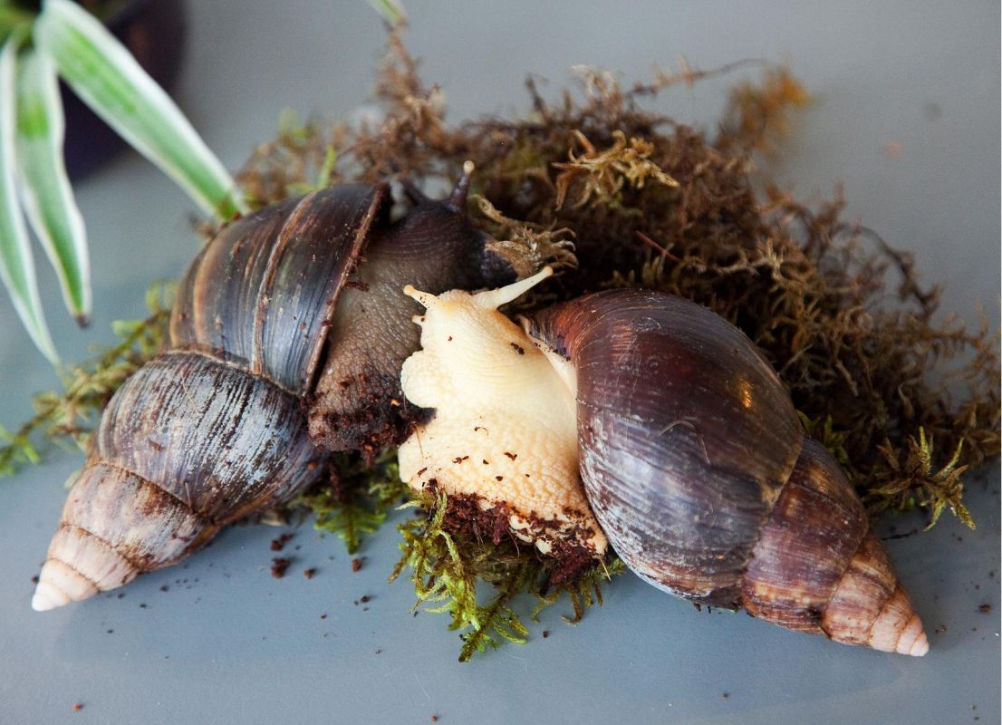 Комната для питомцев в Доме природы «Пярну»