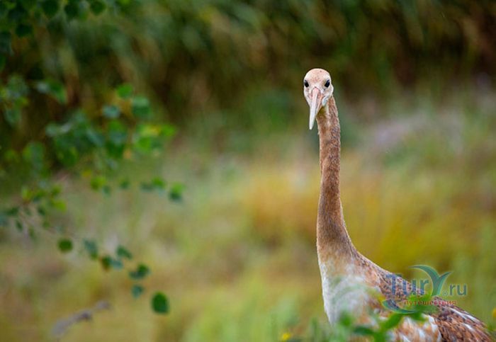 Хинганский государственный природный заповедник