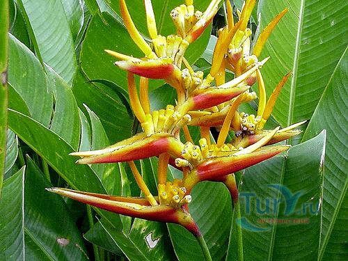 Ботанический Сад Алмазные Водопады