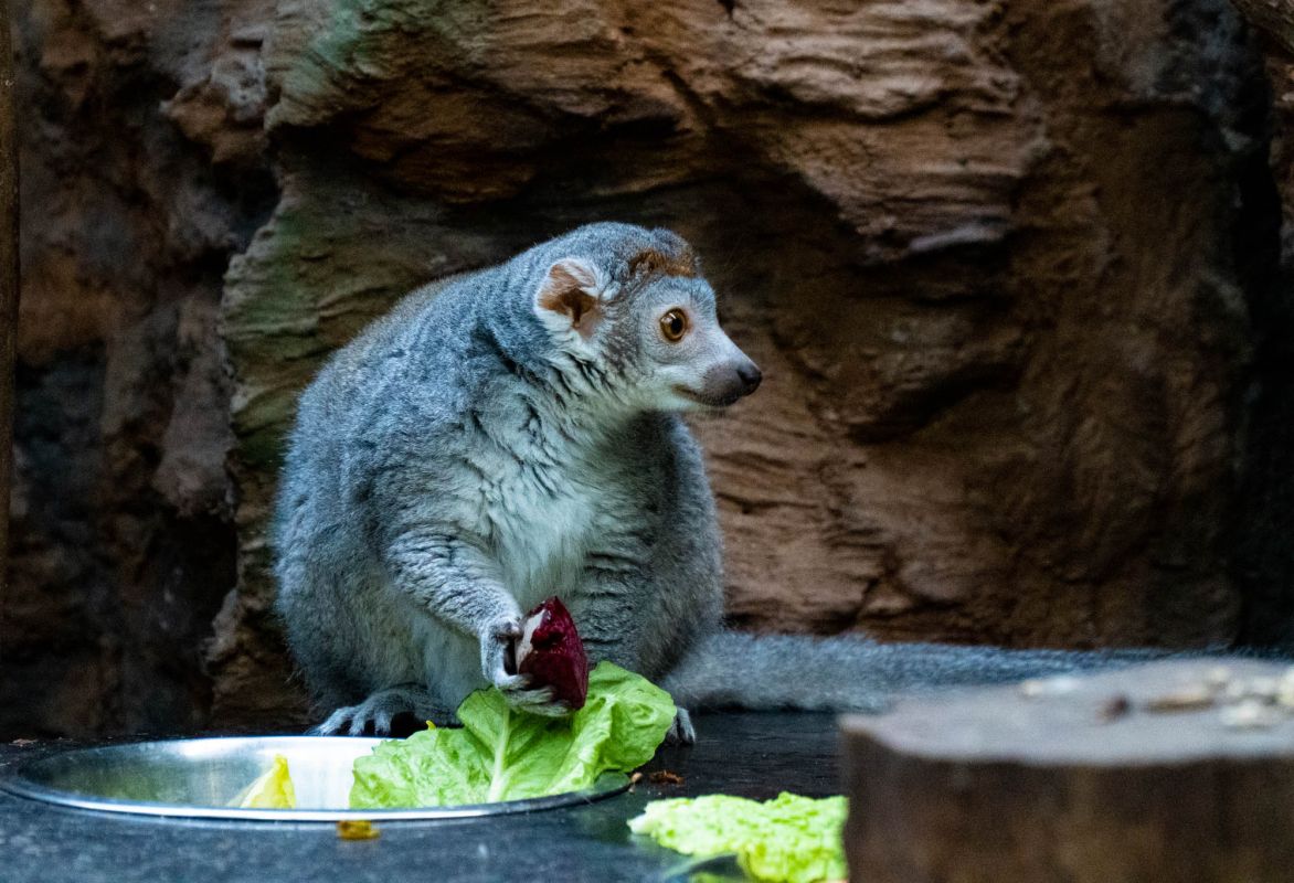 Вроцлавский Зоопарк