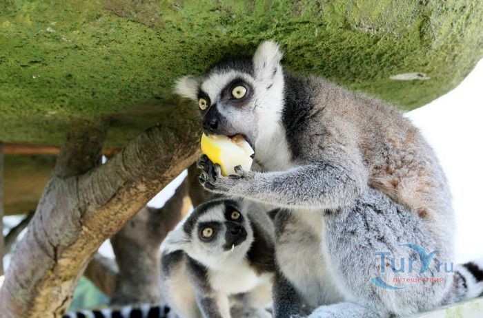 Сеульский Зоопарк