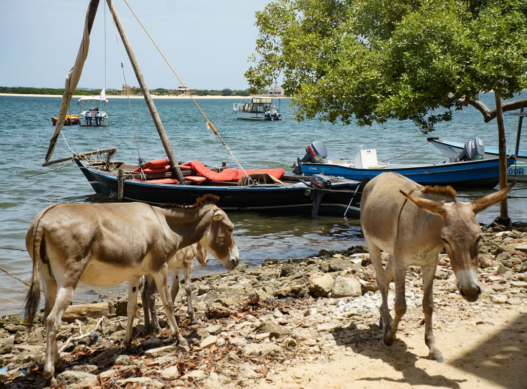 Остров Ламу