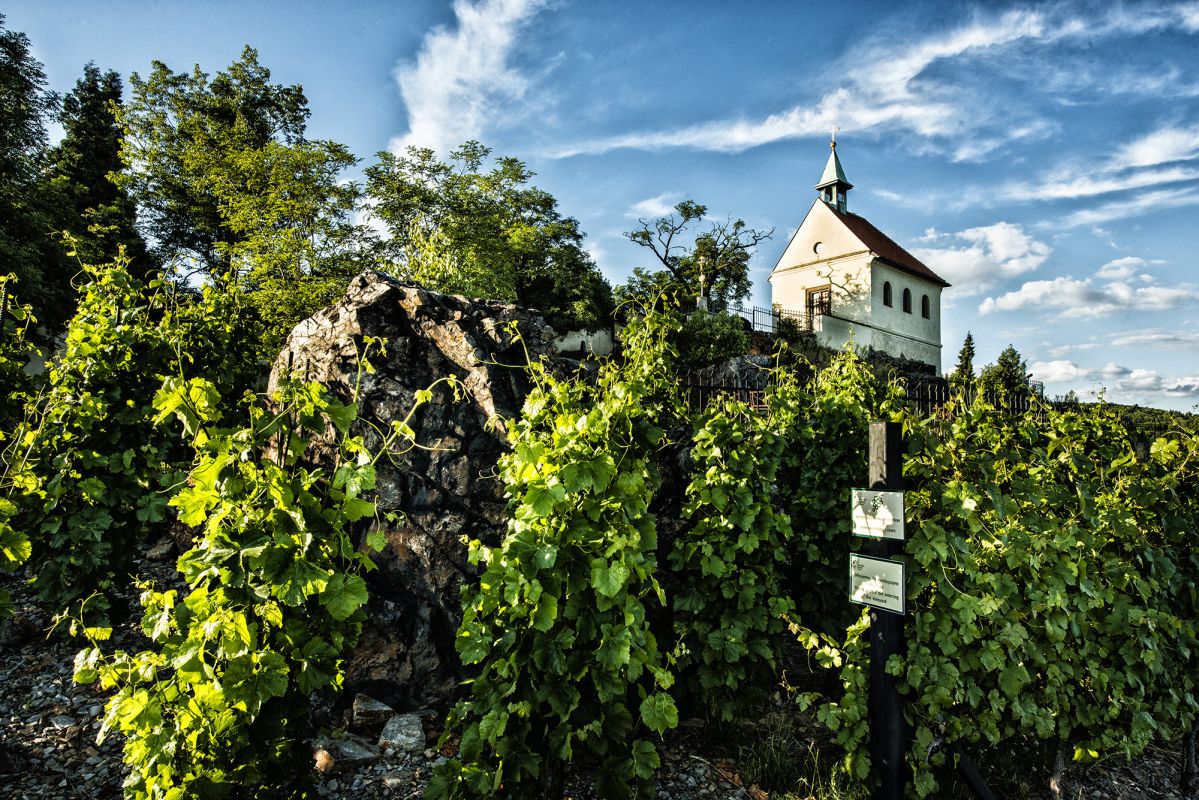 Виноградники святой Клары (Vinice sv. Kláry)